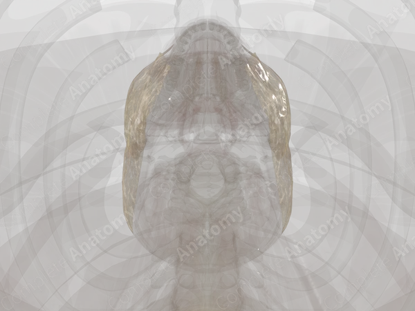 Superficial Fascia of Head