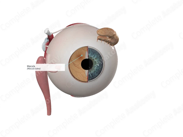 Macula