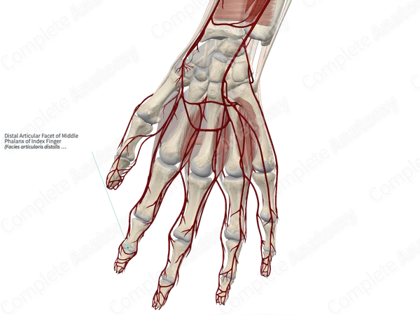 Distal Articular Facet of Middle Phalanx of Index Finger