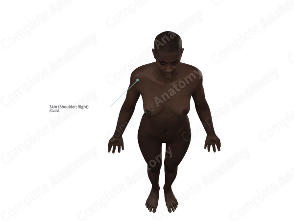 Skin (Shoulder; Right)