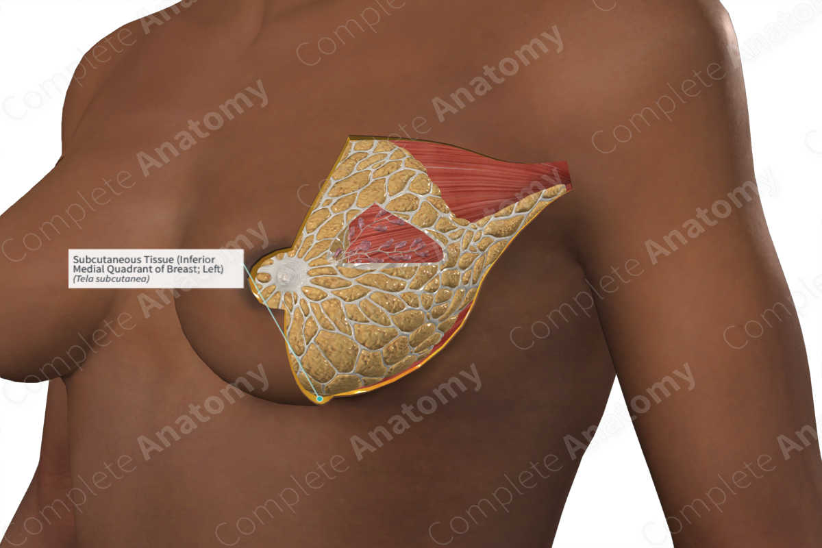 Subcutaneous Tissue (Inferior Medial Quadrant of Breast; Left)