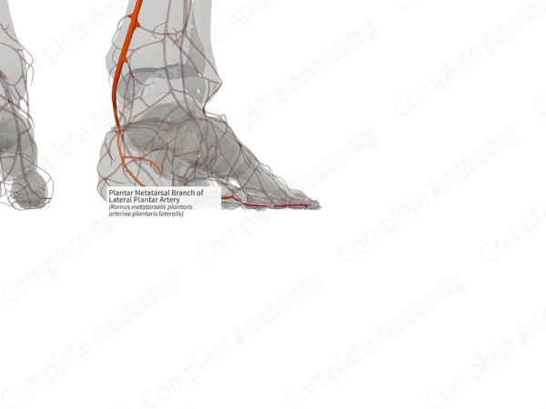 Plantar Metatarsal Branch of Lateral Plantar Artery (Right)