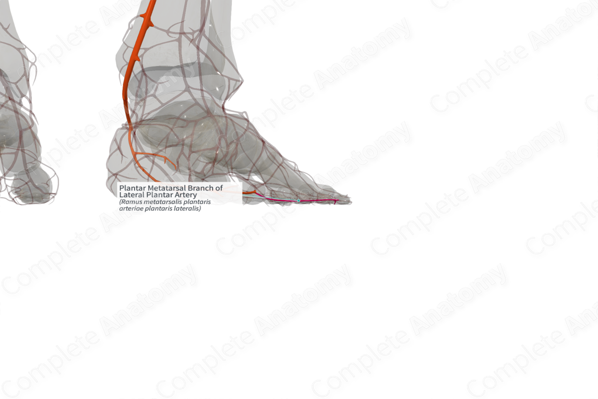 Plantar Metatarsal Branch of Lateral Plantar Artery (Right)
