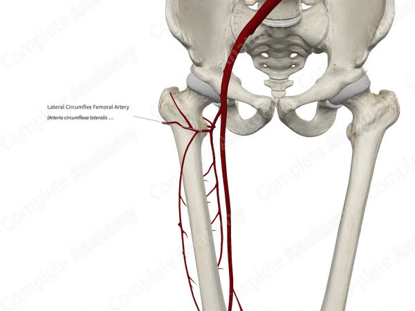 Lateral Circumflex Femoral Artery