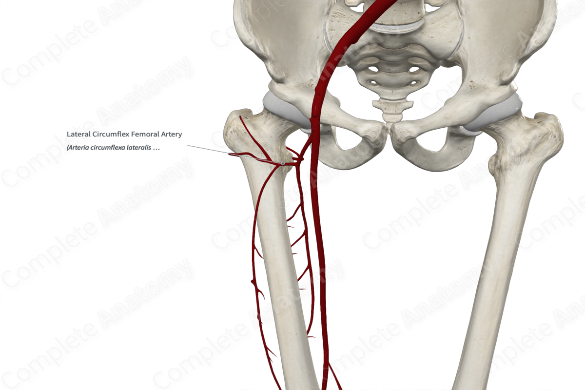 Lateral Circumflex Femoral Artery 