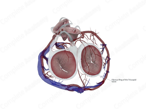 Right Fibrous Ring