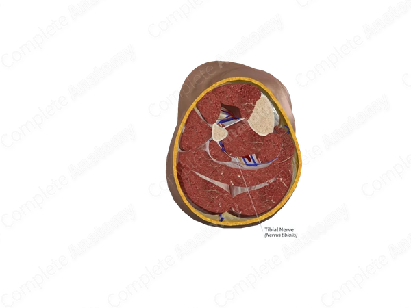 Tibial Nerve 