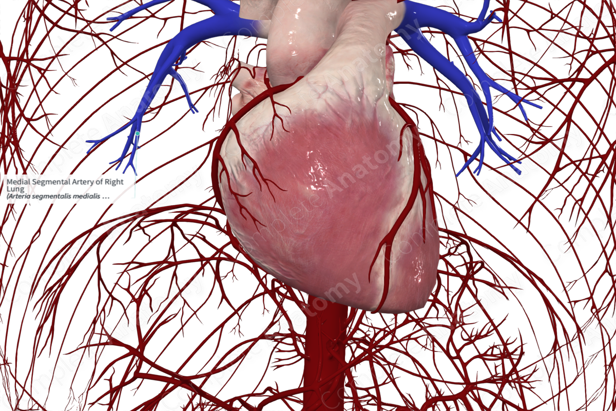 Medial Segmental Artery of Right Lung
