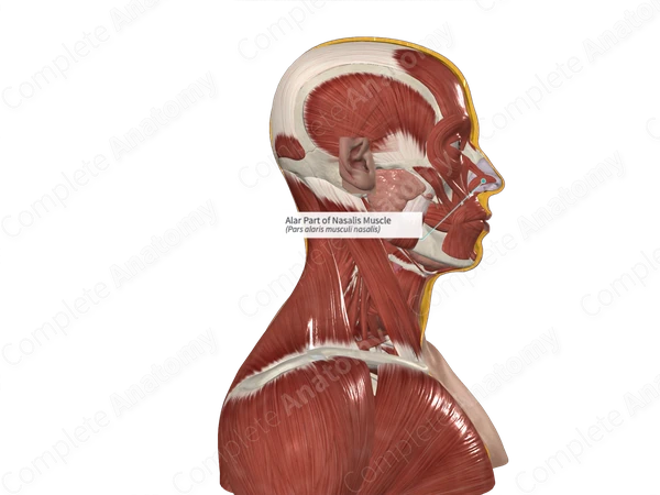 Alar Part of Nasalis Muscle