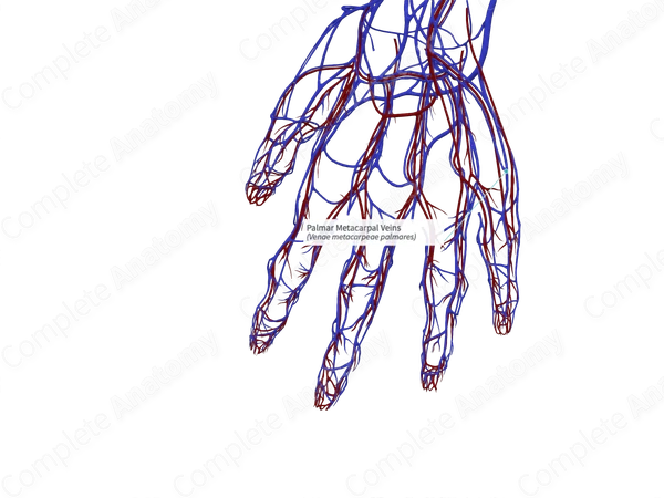 Palmar Metacarpal Veins