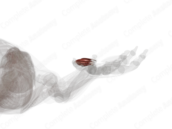 Hypothenar Muscles (Left)