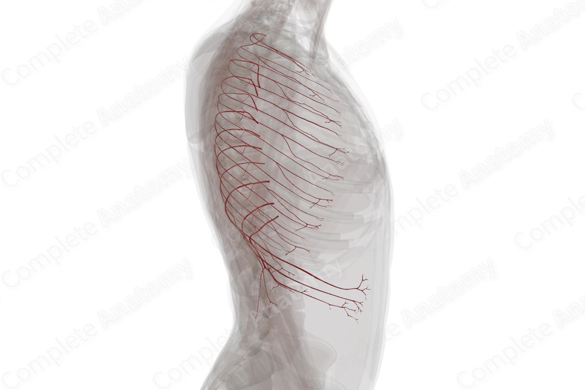 Posterior Intercostal Arteries (Left)