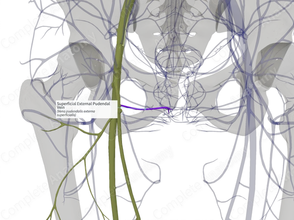 Superficial External Pudendal Vein (Left)