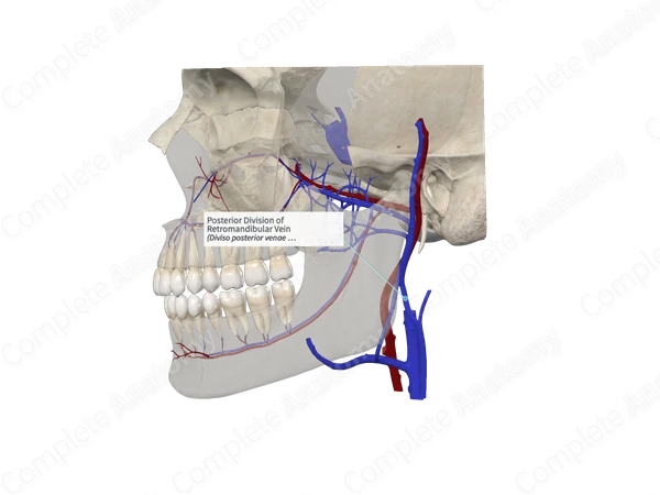 Posterior Division of Retromandibular Vein