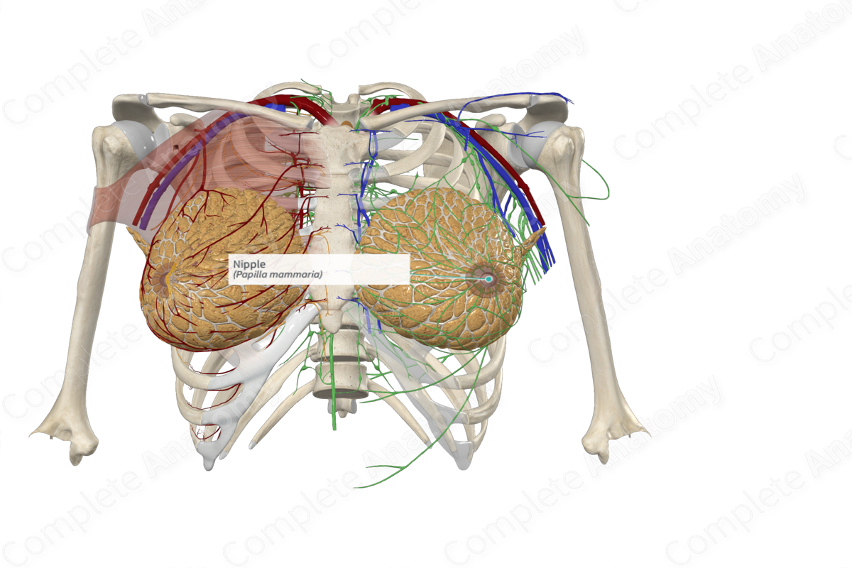 Anatomy clinical correlates: Breast: Video & Anatomy