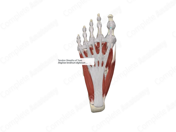 Tendon Sheaths of Toes