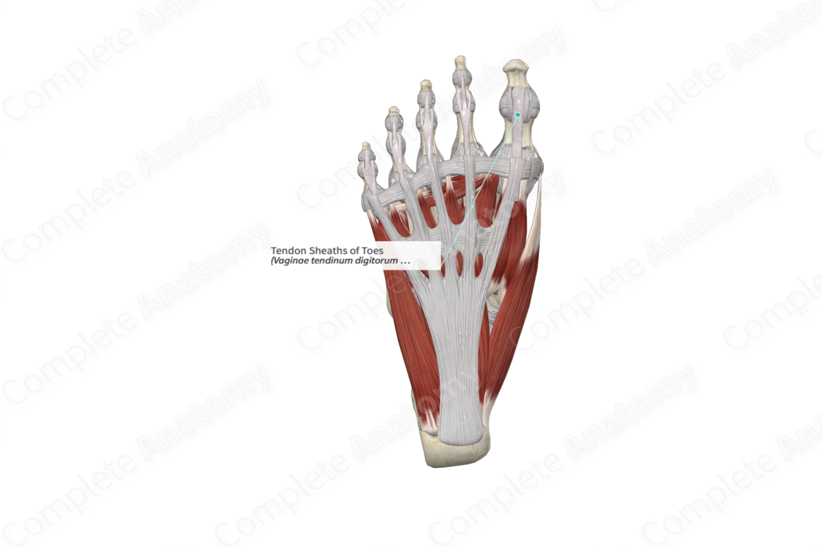 Tendon Sheaths of Toes 