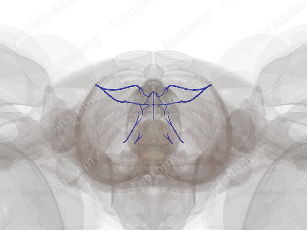 Veins of Female External Genitalia