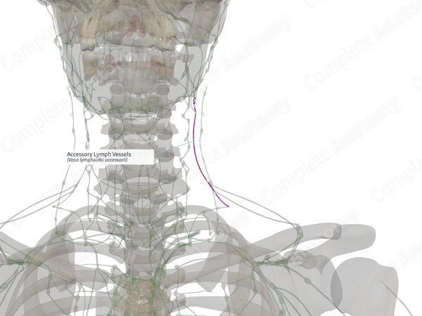 Accessory Lymph Vessels (Left)