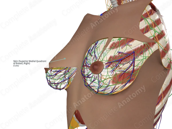 Skin (Superior Medial Quadrant of Breast; Right)