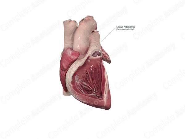Conus Arteriosus