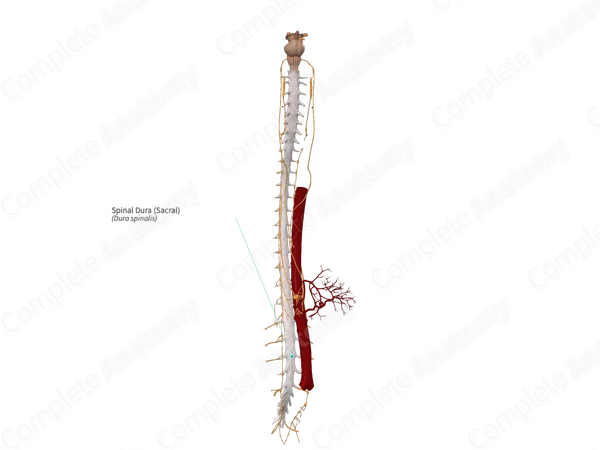 Spinal Dura (Sacral)