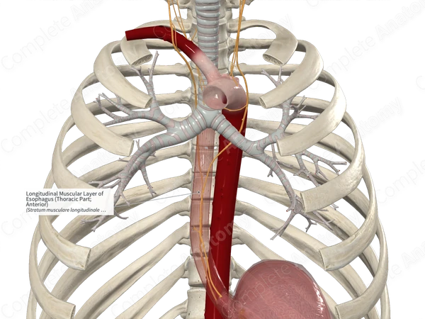 Longitudinal Muscular Layer of Esophagus (Thoracic Part; Anterior)