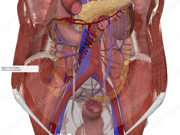 Right Colic Artery