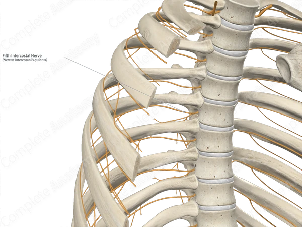 Fifth Intercostal Nerve