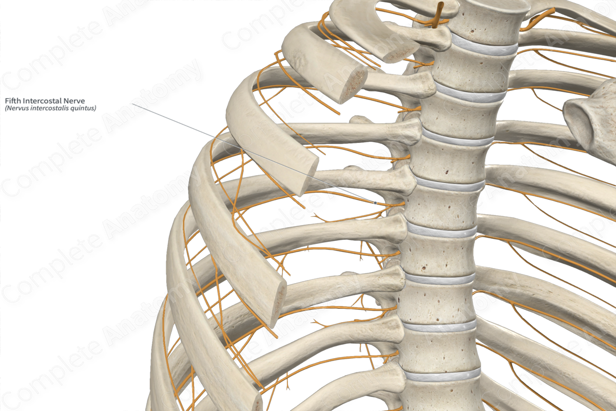 Fifth Intercostal Nerve 