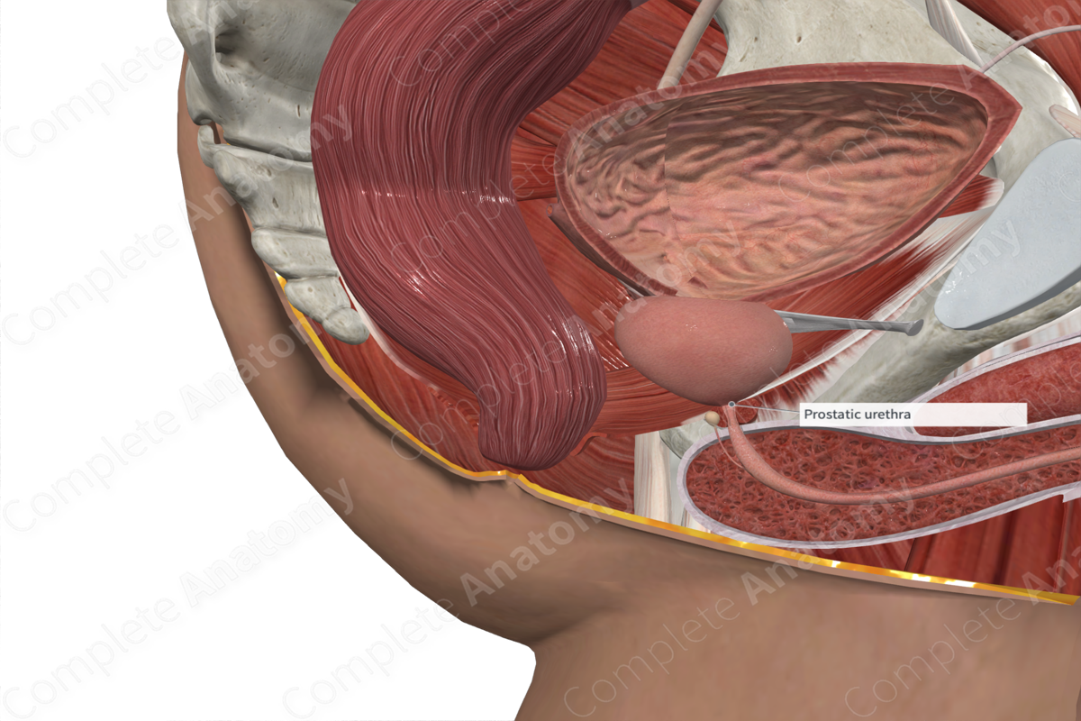 Prostatic Urethra