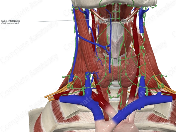 Submental Nodes