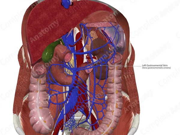 Left Gastroomental Vein