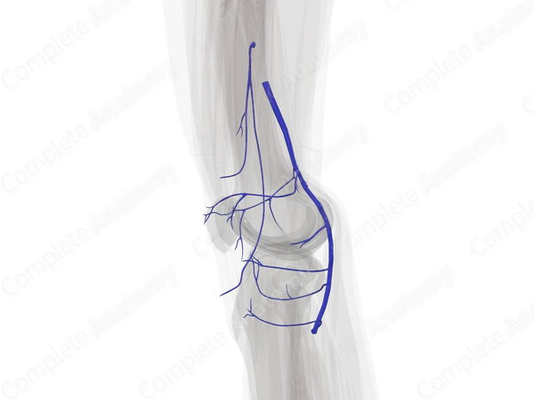 Genicular Veins (Left)