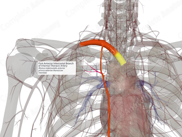 First Anterior Intercostal Branch of Internal Thoracic Artery (Right)