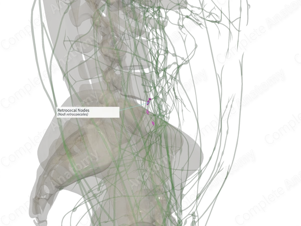 Retrocecal Nodes