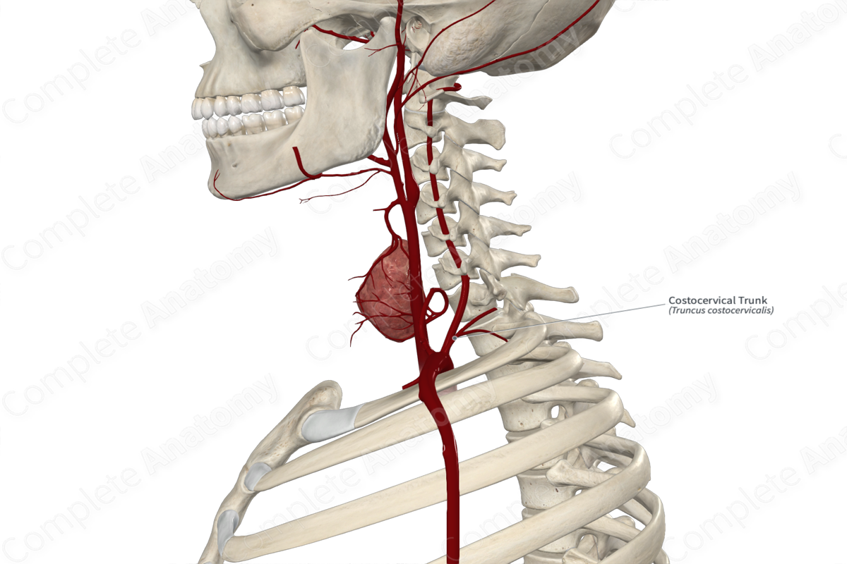 Costocervical Trunk 