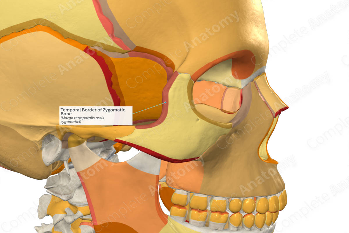 Temporal Border of Zygomatic Bone | Complete Anatomy