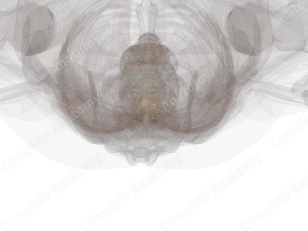 Spinal Ganglia of Thoracic Nerves (Left)