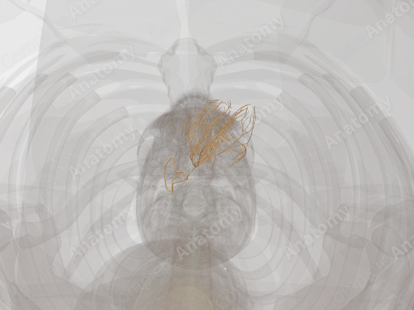 Conducting System of Heart