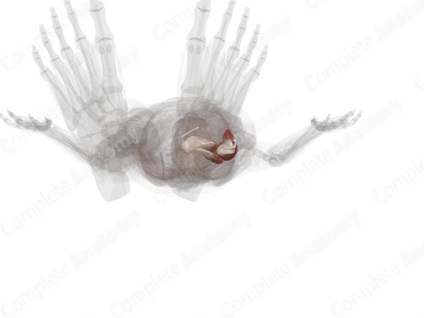 Posterior Compartment of Thigh (Left)