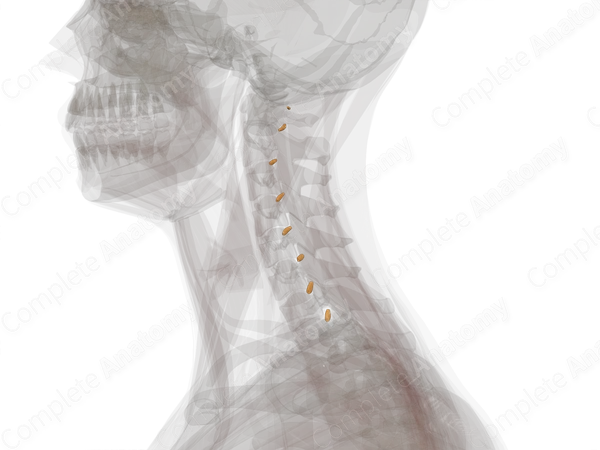 Spinal Ganglia of Cervical Nerves (Left)
