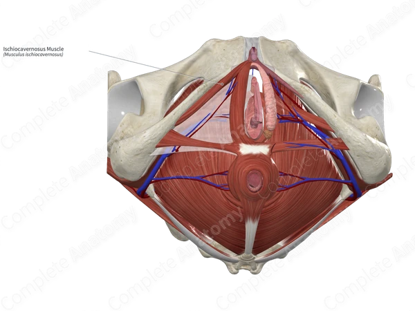 Ischiocavernosus Muscle Ischiocavernosus Muscle E Anatomy IMAIOS