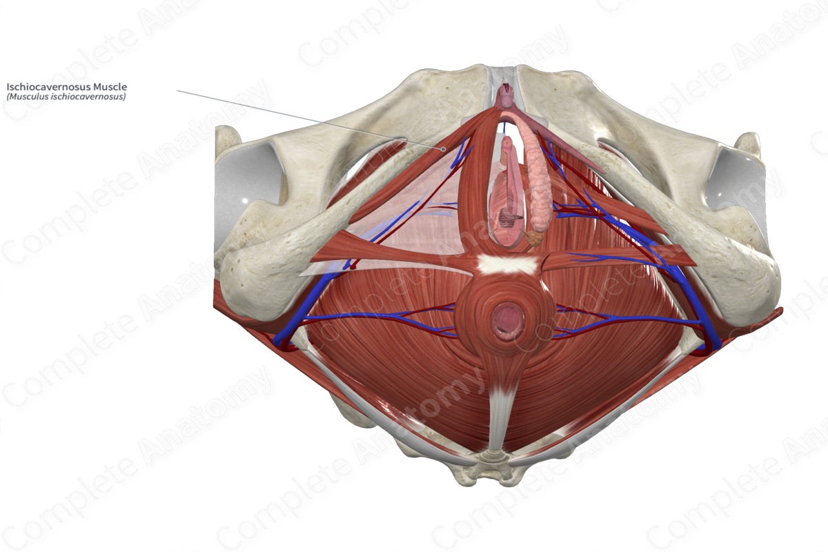 Ischiocavernosus Muscle 