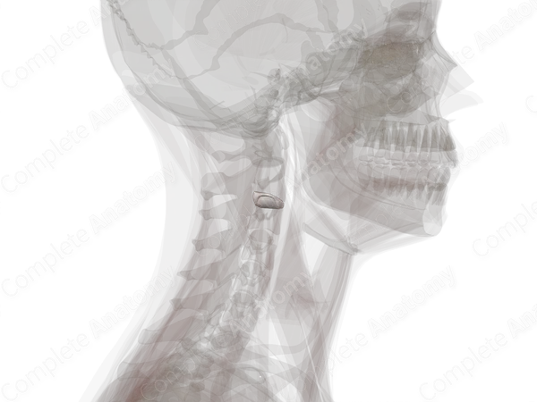 Intervertebral Symphysis (C2-C3)