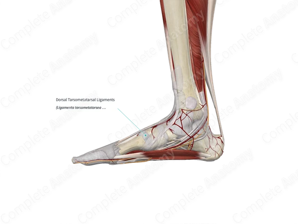 Dorsal Tarsometatarsal Ligaments