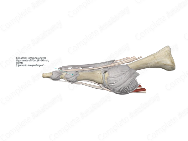 Collateral Interphalangeal Ligaments of Foot (Proximal; Left)
