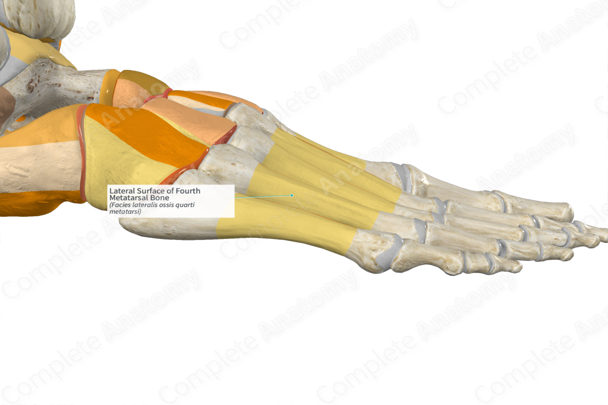 Lateral Surface of Fourth Metatarsal Bone