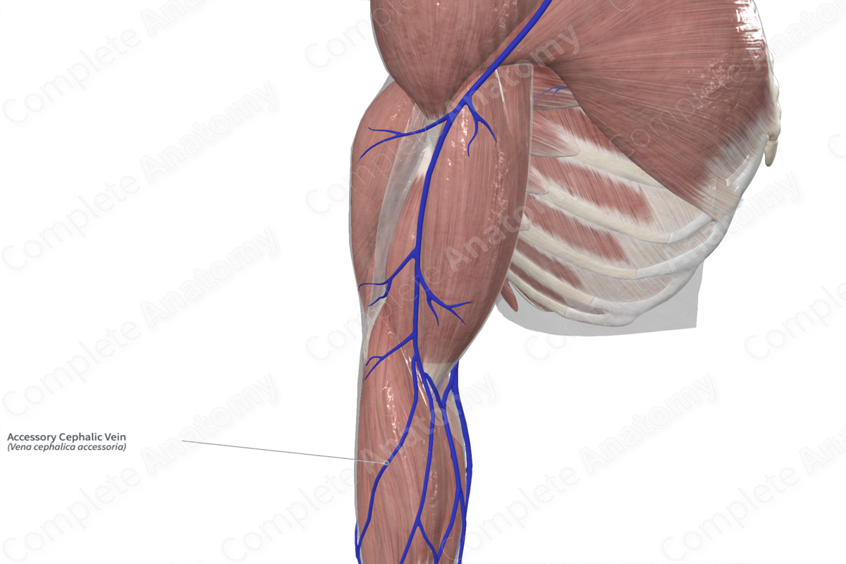 Accessory Cephalic Vein 