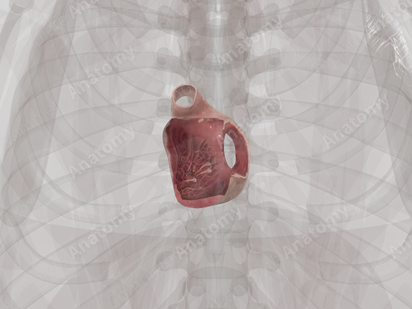 Right Ventricle